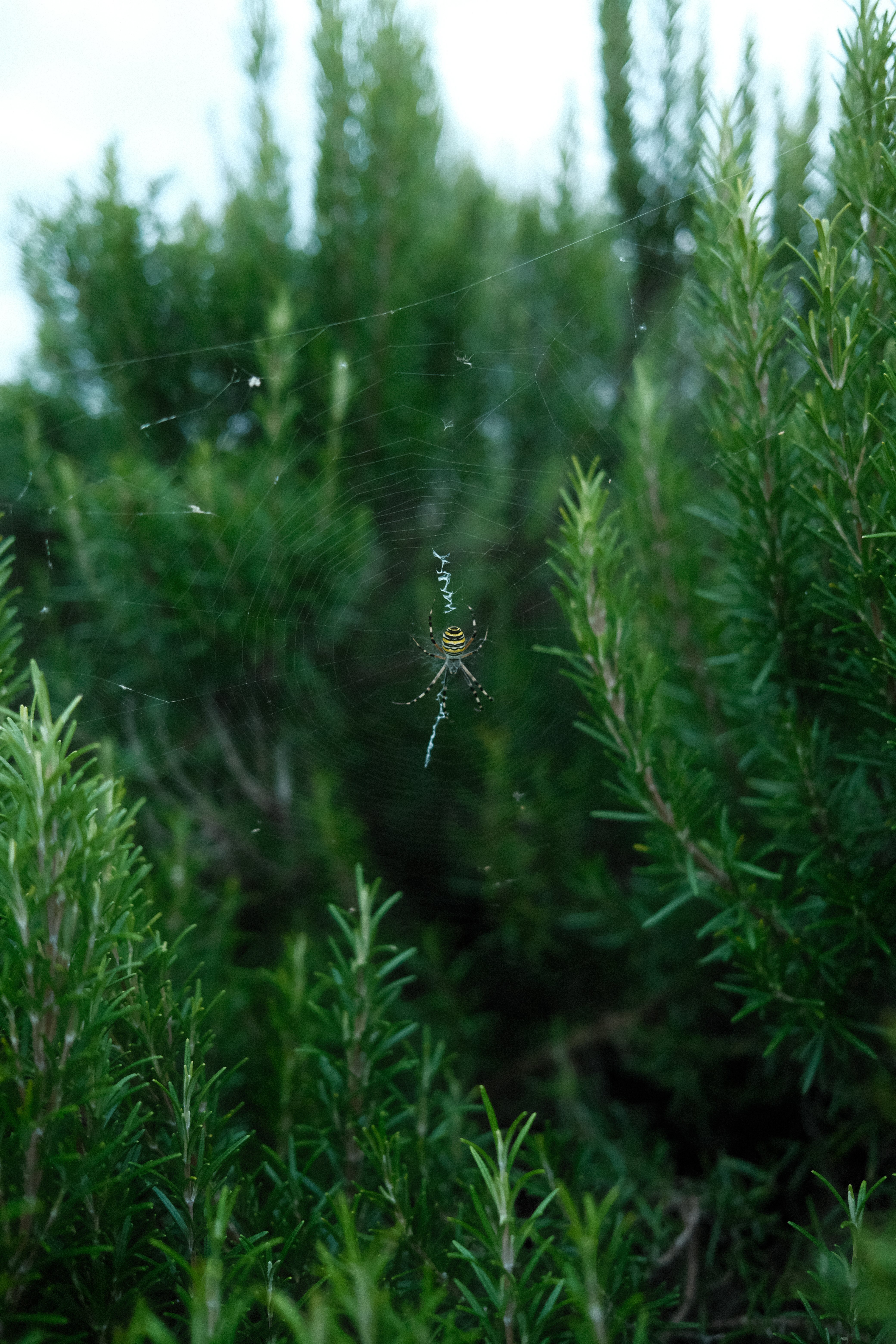 Joro spider weaving a web among large bushes of rosemary in the JW gardens