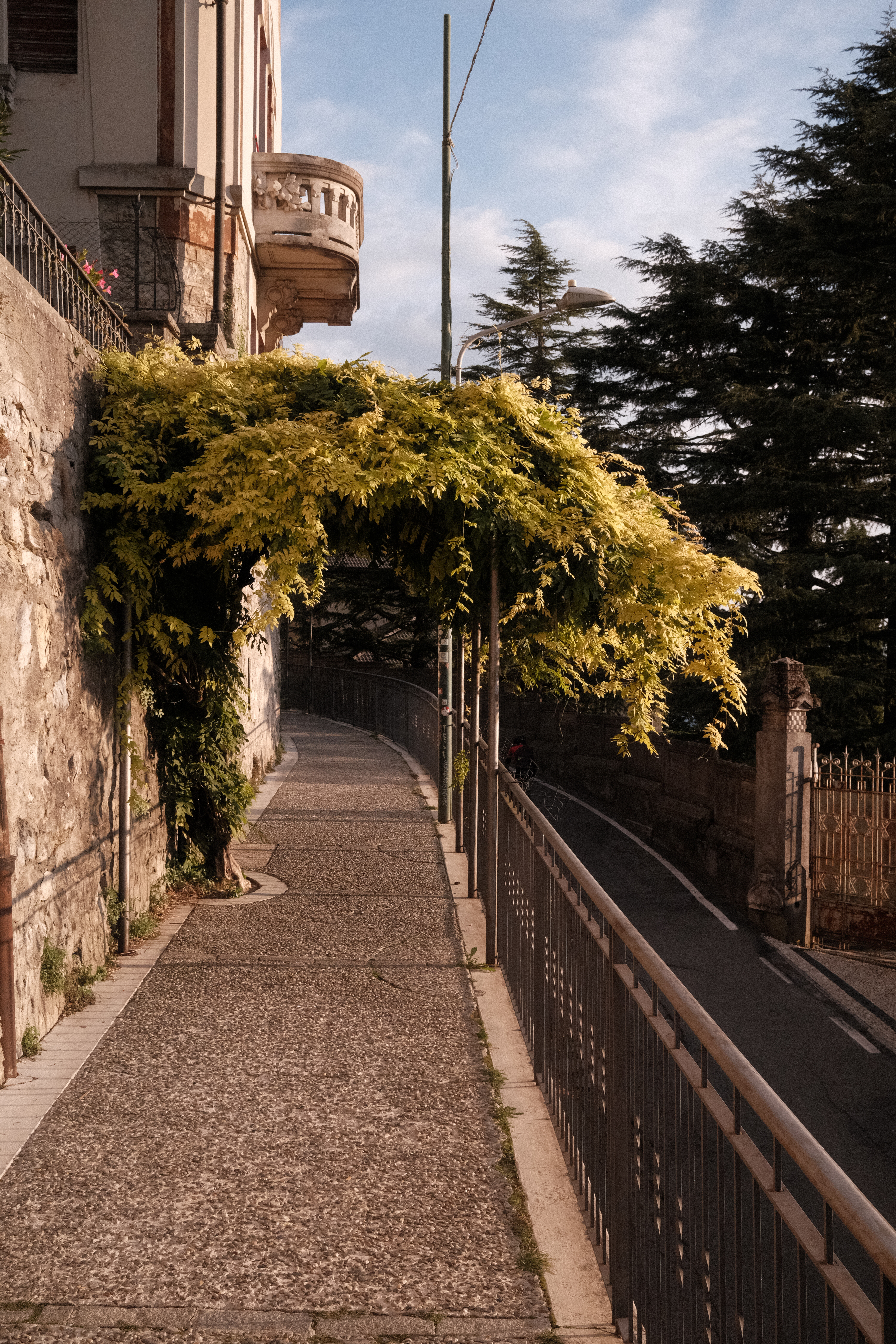 An archway covered in yellow and green vines over the sidewalk