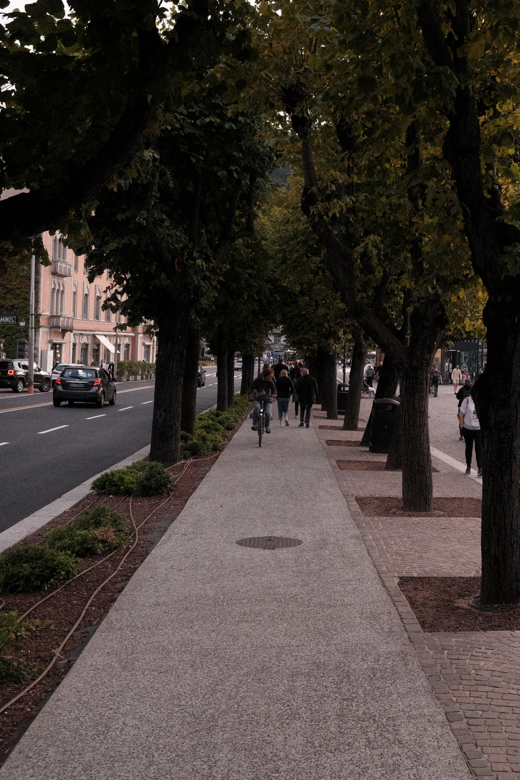 Tree lined sidewalk