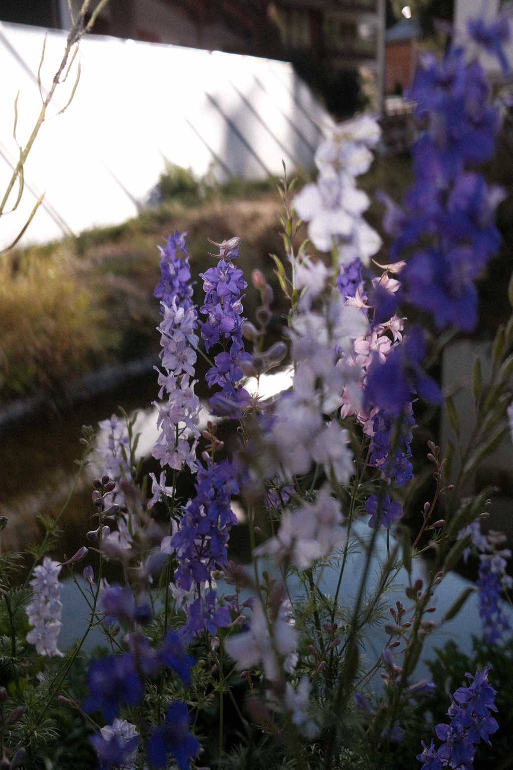 Small purple flowers in the morning light