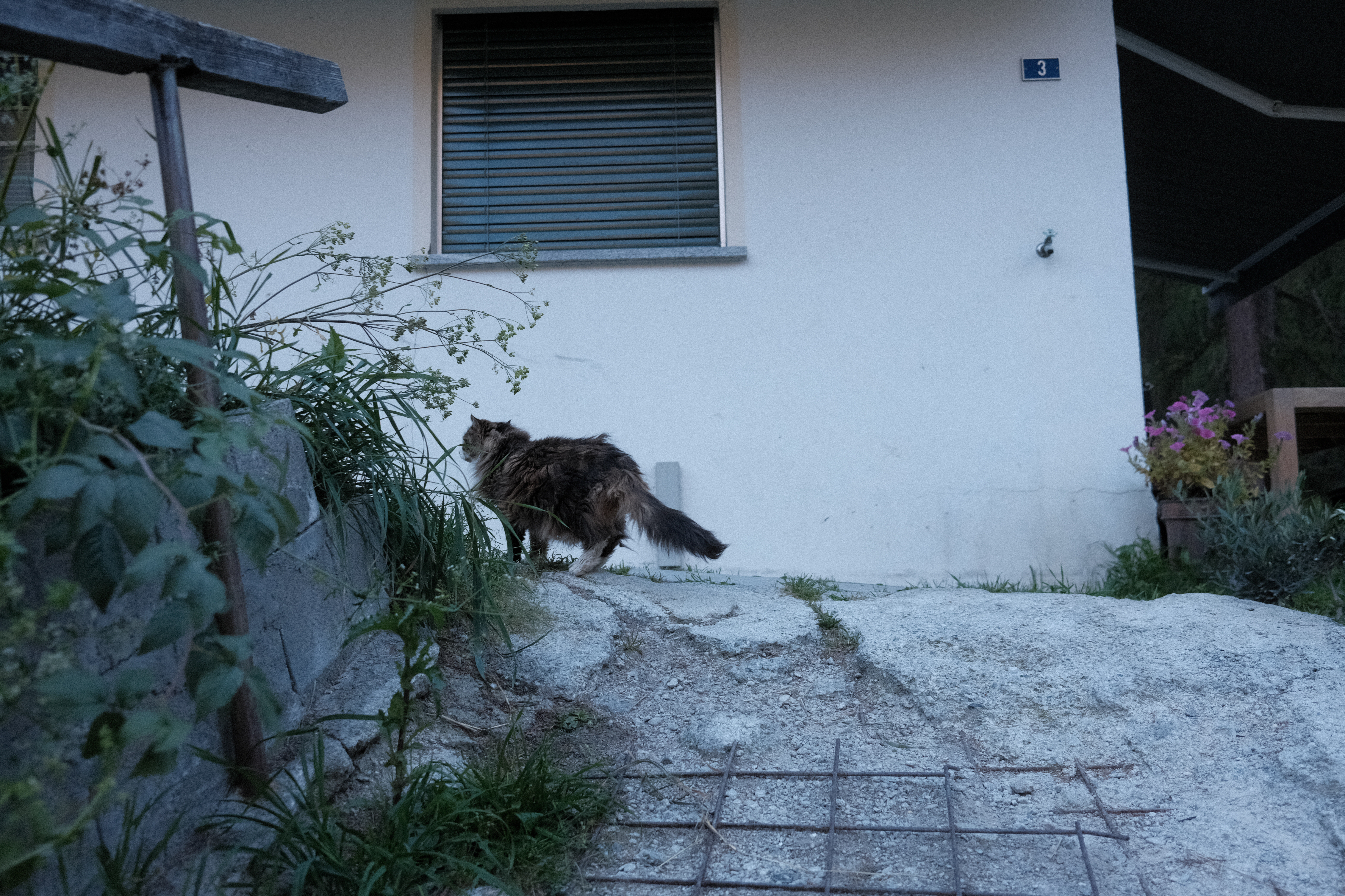 A cat wandering around near our AirBNB