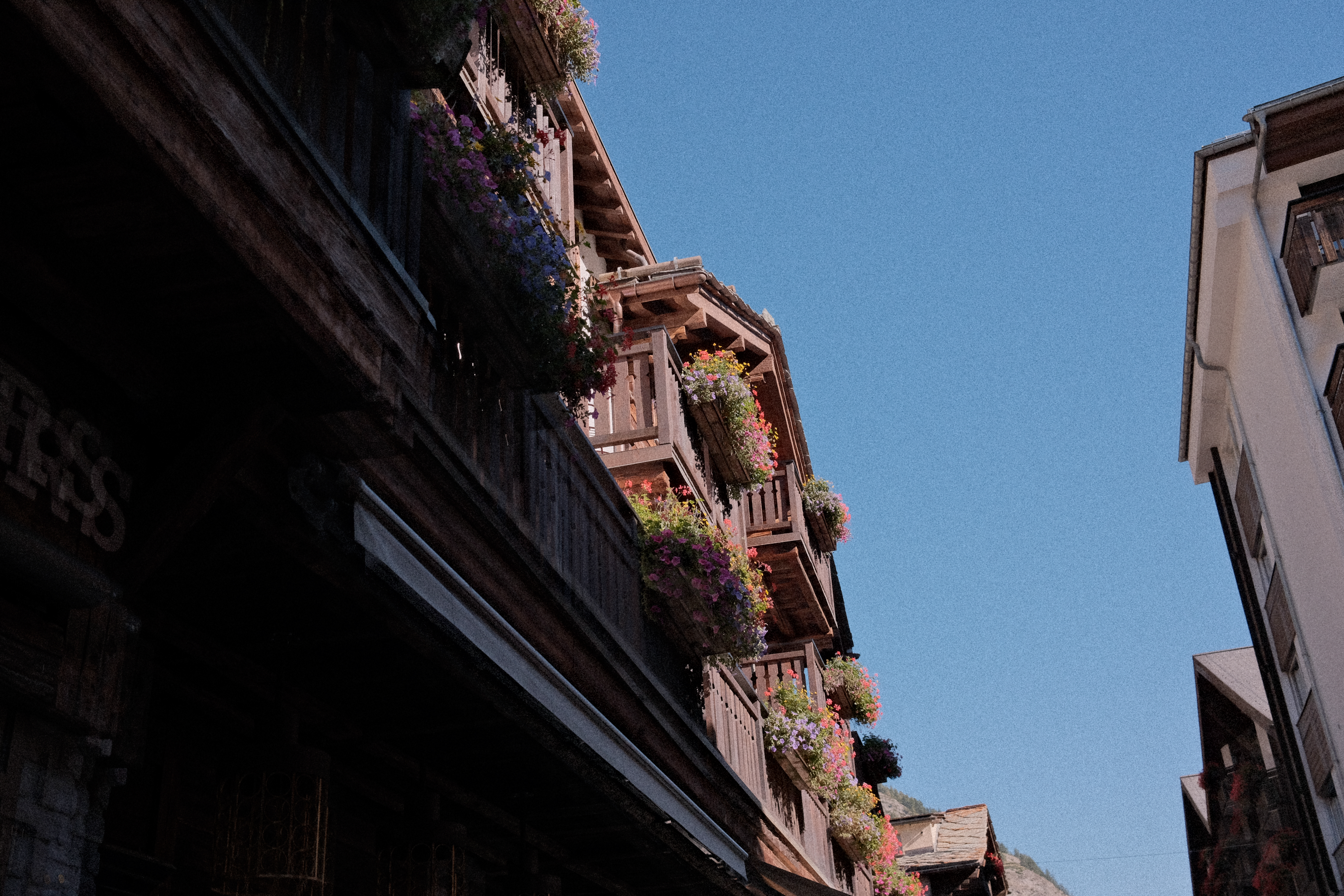 A series of balcony planters in the morning light